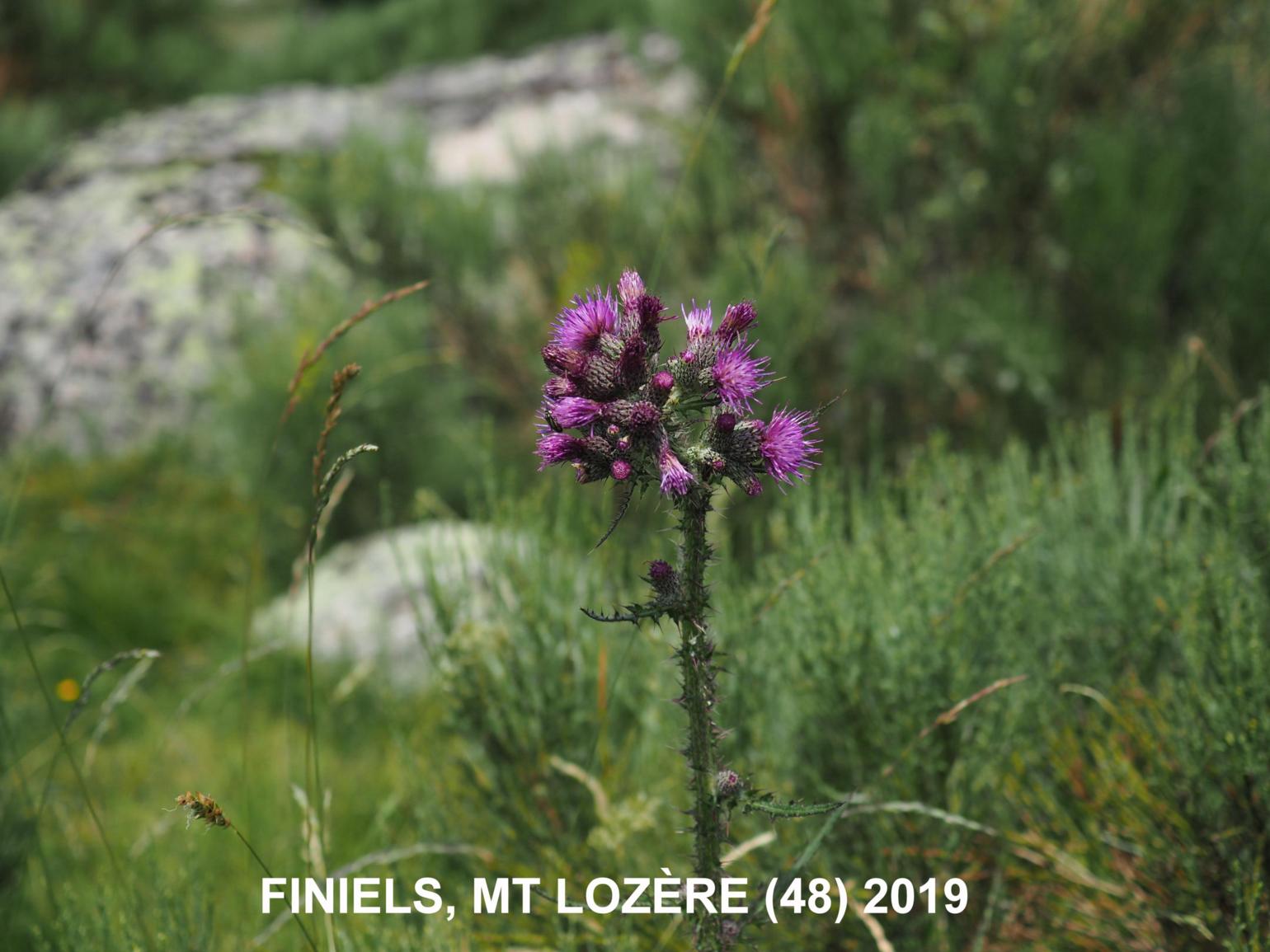 Thistle, Marsh